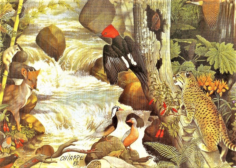 Haga click en el ave de interes